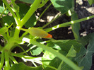 DSC08420