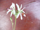 Floare Pelargonium ferulaceum