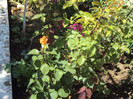 DSC08430