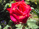 DSC08442