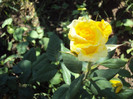 DSC08446