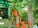 SANY6939