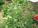SANY6931