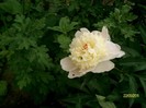SANY6965
