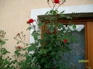 SANY6967
