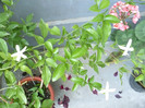 Jasminum azoricum