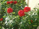 SANY7054