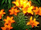 SANY7121