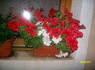 SANY7123