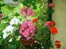 SANY7461