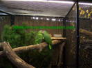 Papagali amazonieni