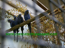 papagali ara hyacinth ( hyacinth macaw )