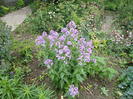 lunaria annua