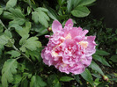 DSC02318