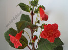 Kohleria Borka 11