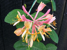 lonicera
