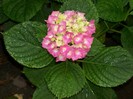 100_8066