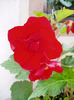 Begonia dubla
