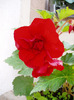 are o floare imensa