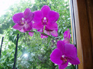 15 lei, Baumax