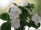 Gloxinia Mont blanc 7
