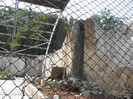 C.O. SATU MARE 083
