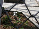 C.O. SATU MARE 084