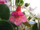 Kohleria Annika  - Imagini in premiera