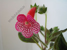 Kohleria Annika  - Imagini in premiera