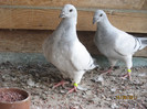 Porumbei 2011 034