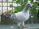 Porumbei 2011 042