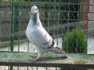 Porumbei 2011 074
