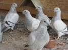 Porumbei 2011 091