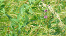 P1230887