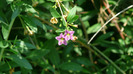 P1230922