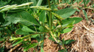 P1230942
