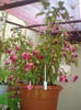 DSC00752