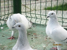 Porumbei 2011 057