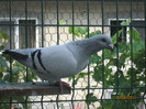Porumbei 2011 066