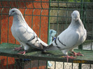 Porumbei 2011 073
