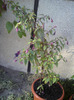 DSC00758