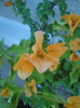 DSC00761