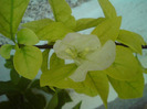 DSC00763