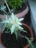 floare de  colt