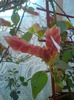 DSC00781