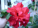 DSC06439