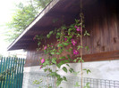 3 clematite si doar una inflorita