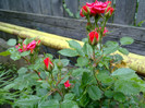 mini rosa
