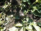 DSCN1427