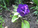 petunie seminte de la anthesis